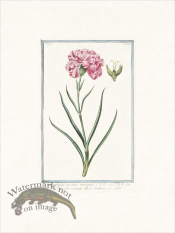 Bonelli 523 Carnation